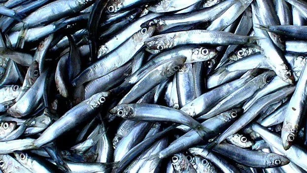 България запазва квотите си за улов на калкан и цаца и през 2017 г. 