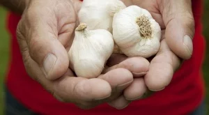 Чесънът прави мъжете по-привлекателни