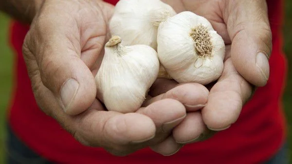 Чесънът прави мъжете по-привлекателни