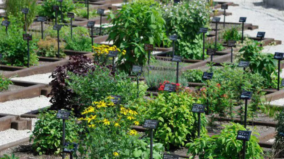 Danone залага на "тъмната материя на растителното царство“