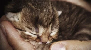 История за доброто, вярата, надеждата и любовта