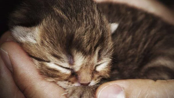 История за доброто, вярата, надеждата и любовта