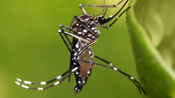 Вирусът зика - съществува ли наистина?