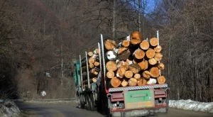 13 кубика нелегална дървесина задържаха при проверка край Пазарджик