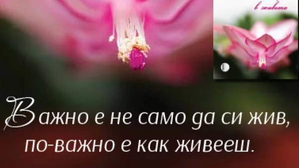 Мъдри послания за важните неща в живота