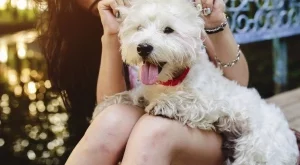 5 житейски урока, които може да научим от кучето си