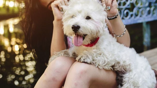 5 житейски урока, които може да научим от кучето си