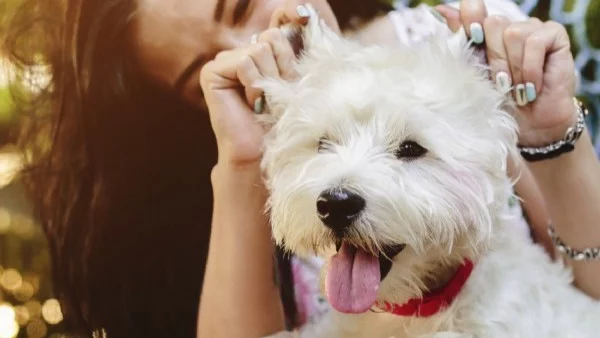 13 причини да имаш куче вместо гадже