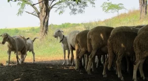 Над 31 млн. лева за животновъдите по преходната национална помощ 