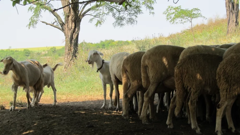 ЕС подкрепи действията на България срещу чумата по животните