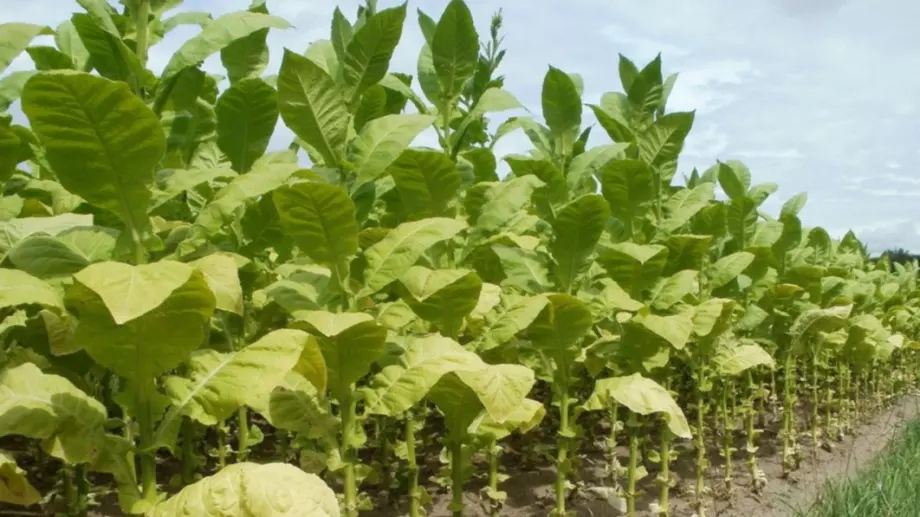 Насекоми вредители крадат гени от растения 