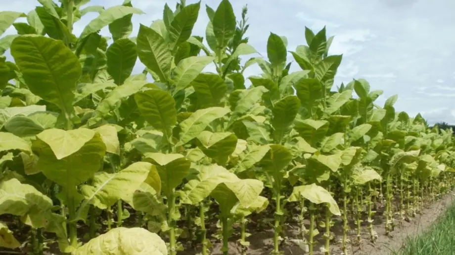 Тютюнопроизводители вземат до 3 млн. лева de minimis