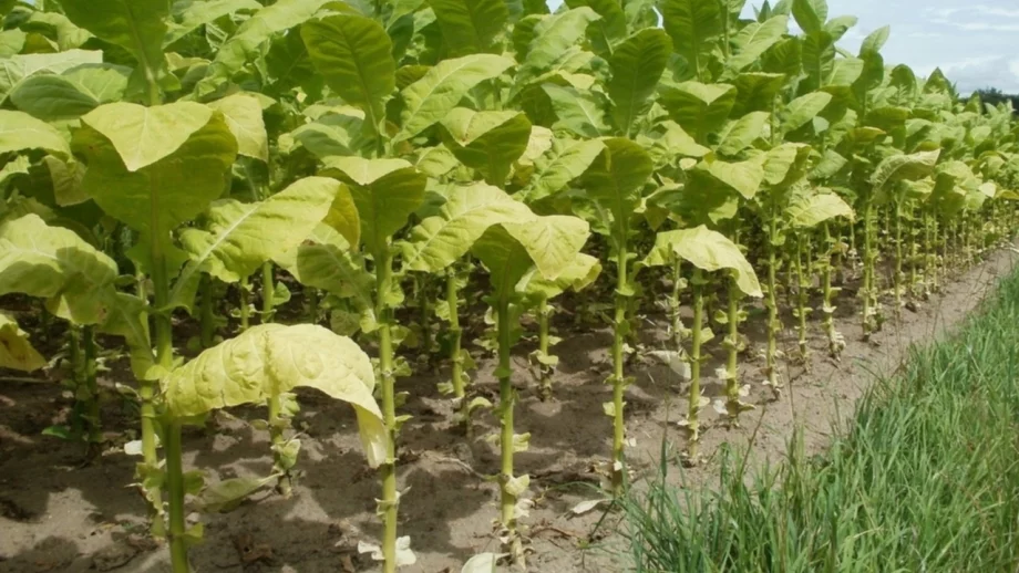 Производителите на тютюн искат свикване на Консултативен съвет