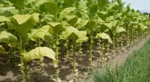 До 85 млн. лв. преходна помощ за тютюнопроизводителите