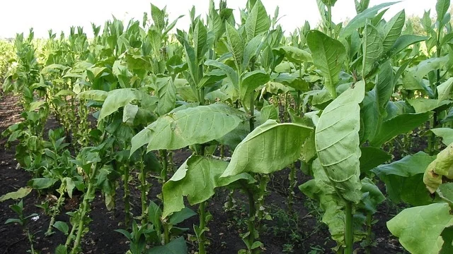 Тютюнопроизводителите протестират заради неизкупената продукция 