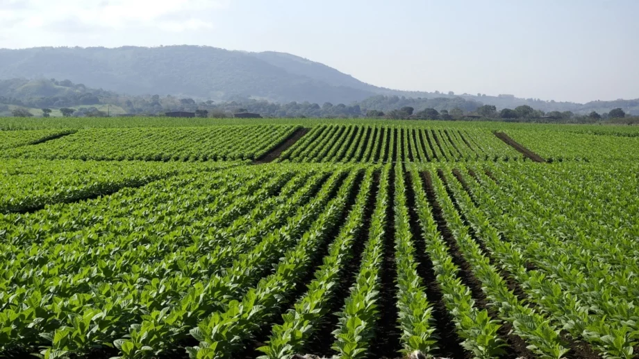 ДФЗ изплати близо 74 млн. лева субсидия за тютюн