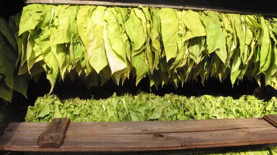 Дават отсрочка на тютюнопроизводителите за вписване в регистъра