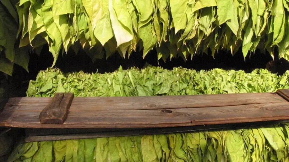 Тютюнопроизводители искат спешна среща за помощите от Европа