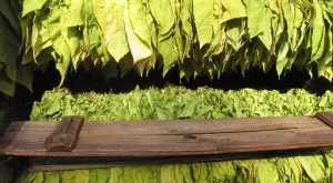 Разсаждането на тютюна в Североизточна България трябва да приключи до 15 юни