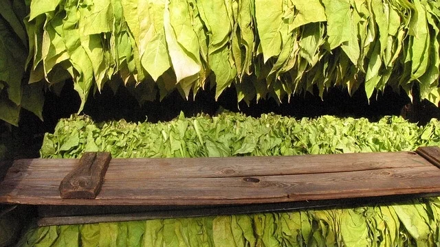 Разсаждането на тютюна в Североизточна България трябва да приключи до 15 юни