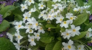 4 неща, които трябва да знаете за отглеждането на иглики