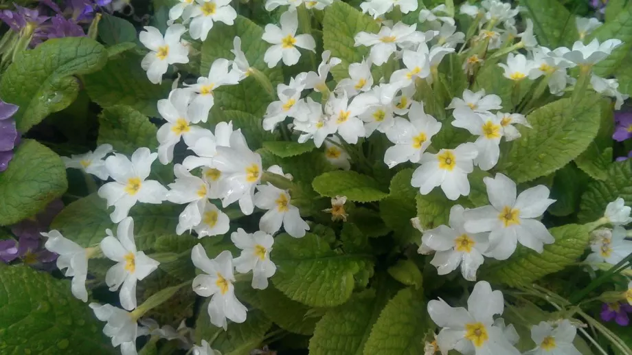 4 неща, които трябва да знаете за отглеждането на иглики