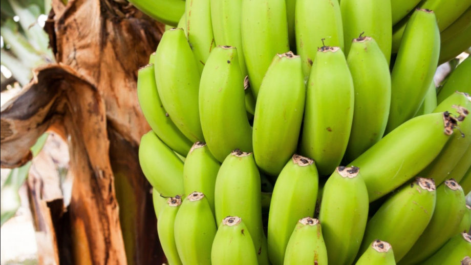 Сини банани с вкус на ванилия настъпват към Европа от