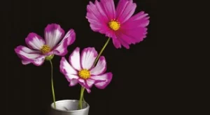 "Черно и сребърно" - Може ли смъртта да даде ново начало на една изтляла любов?