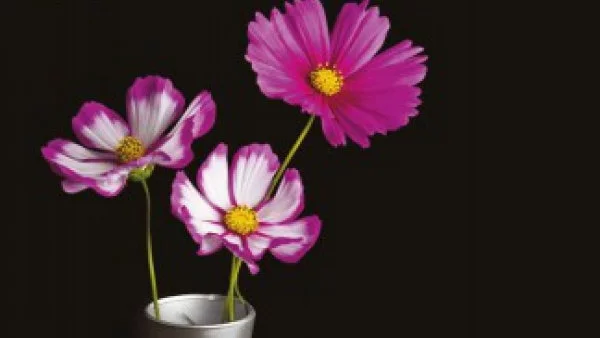 "Черно и сребърно" - Може ли смъртта да даде ново начало на една изтляла любов?