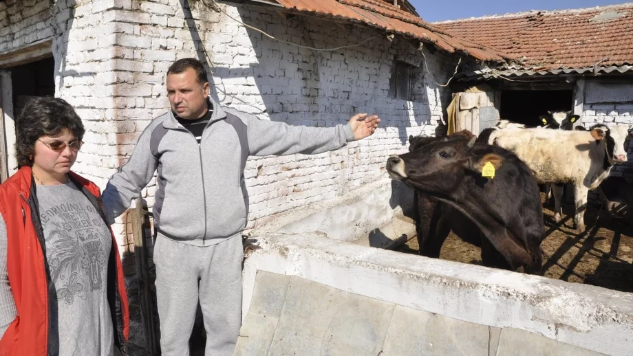 България призова ЕК да излезе с решение за нодуларния дерматит