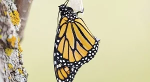 Притча за пеперудата и пашкула