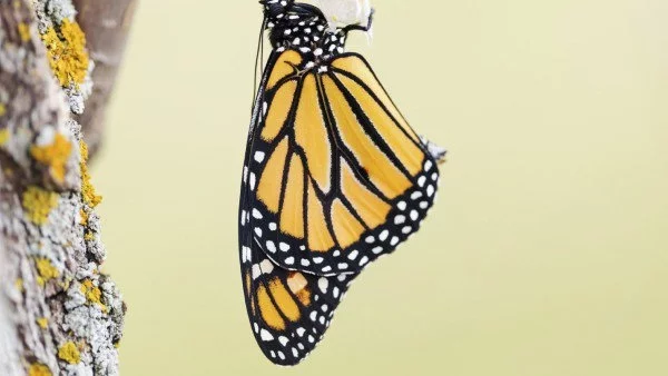 Притча за пеперудата и пашкула