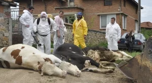 Овладени са огнищата на нодуларен дерматит в Старозагорско