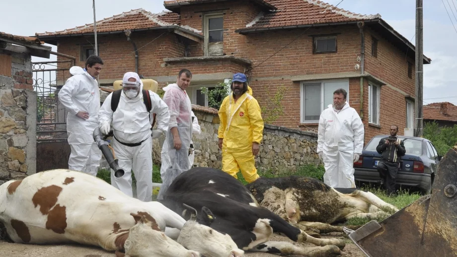 Овладени са огнищата на нодуларен дерматит в Старозагорско