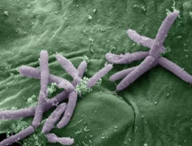 В САЩ откриха супербактерия, резистентна към всички антибиотици 