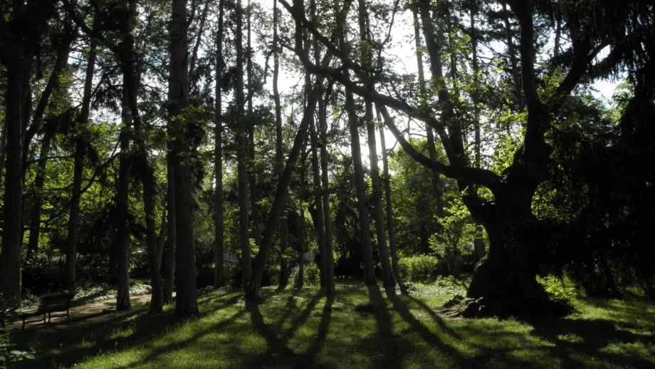 Обща платформа за сътрудничество ще бори проблемите в горите у нас