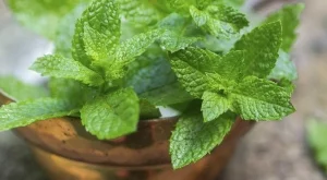 Този аромат ще ви помогне да отслабнете