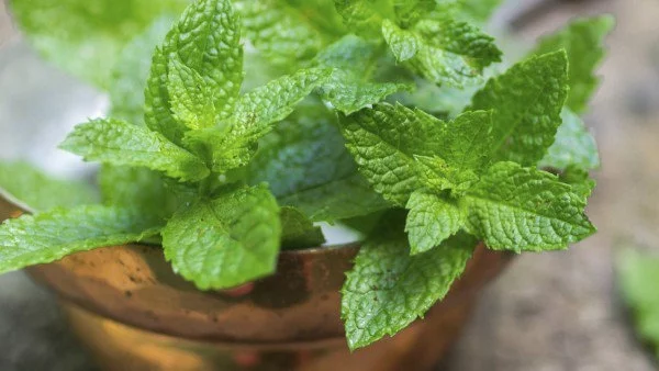 Този аромат ще ви помогне да отслабнете