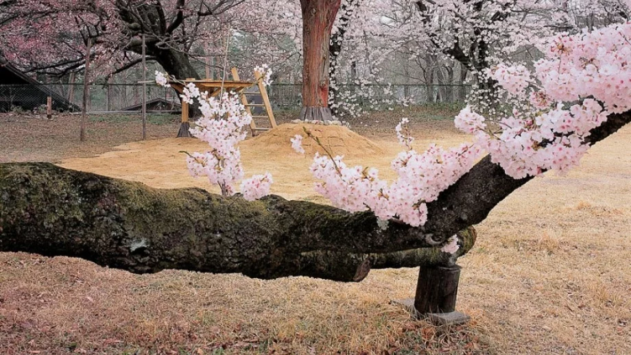 9 от най-удивителните къщички на дървета в света 