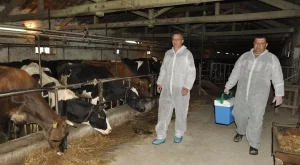 Почти всички ваксини срещу нодуларен дерматит от втория транш са поставени