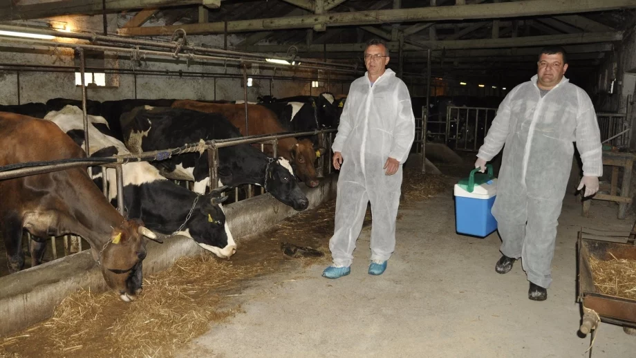 Почти всички ваксини срещу нодуларен дерматит от втория транш са поставени