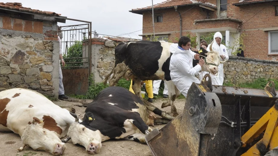 Ваксинират крави срещу дерматит в Северна България 