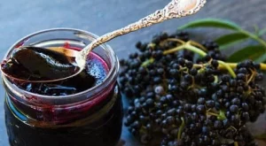 Чудотворните свойства на плодовете от бъз