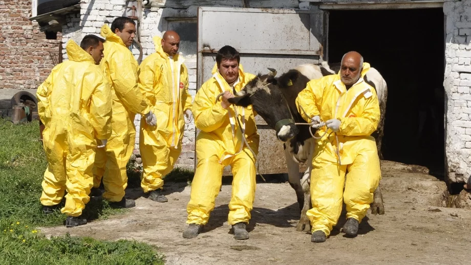 Животновъди ще съдят държавата в Страсбург заради нодуларния дерматит