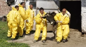 Първи случай на нодуларен дерматит в Северозападна България 