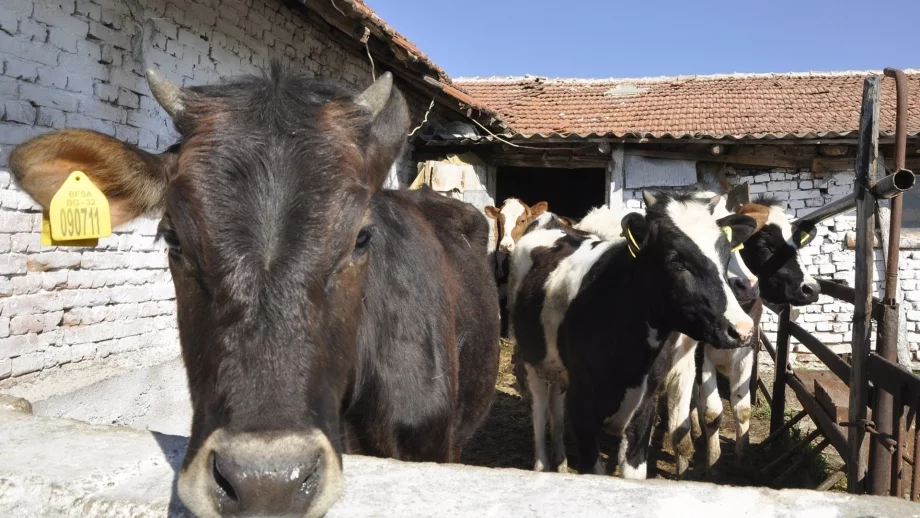 Ваксинират животни срещу нодуларен дерматит и в Северна България 