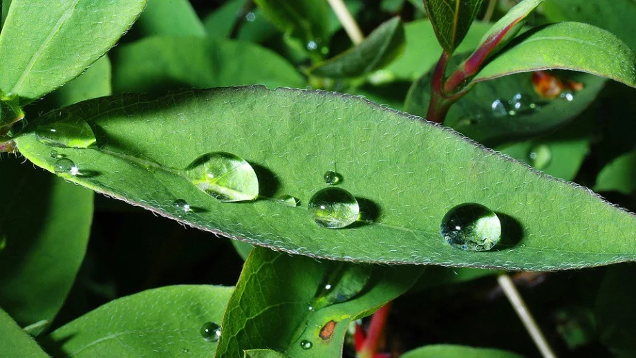 Дъждовете вредят на пролетните култури 