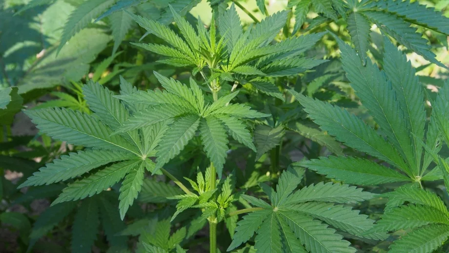 Австралия започва да изнася марихуана 