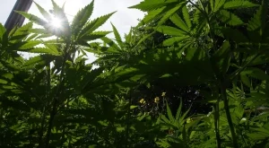 Мексико ще стимулира туризма чрез... марихуана