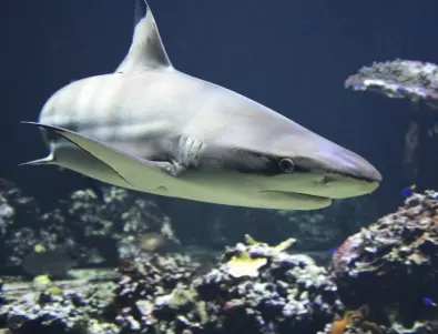 Сърфист загина от нападение на акула край Голд Коуст в Австралия 